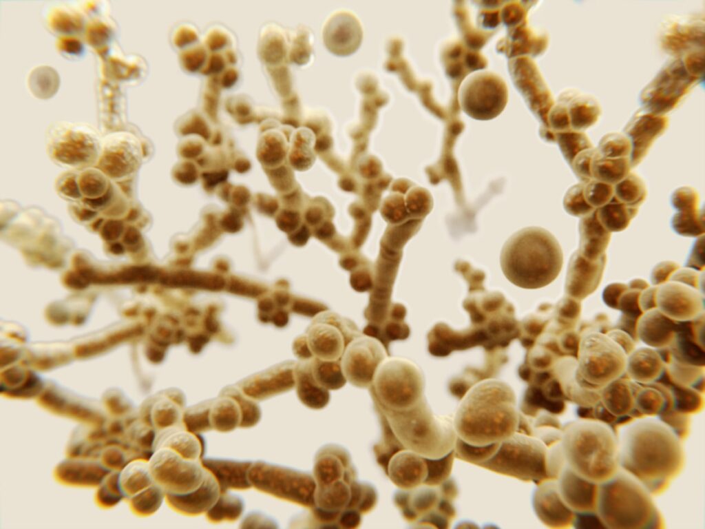 3d render of Fungus
